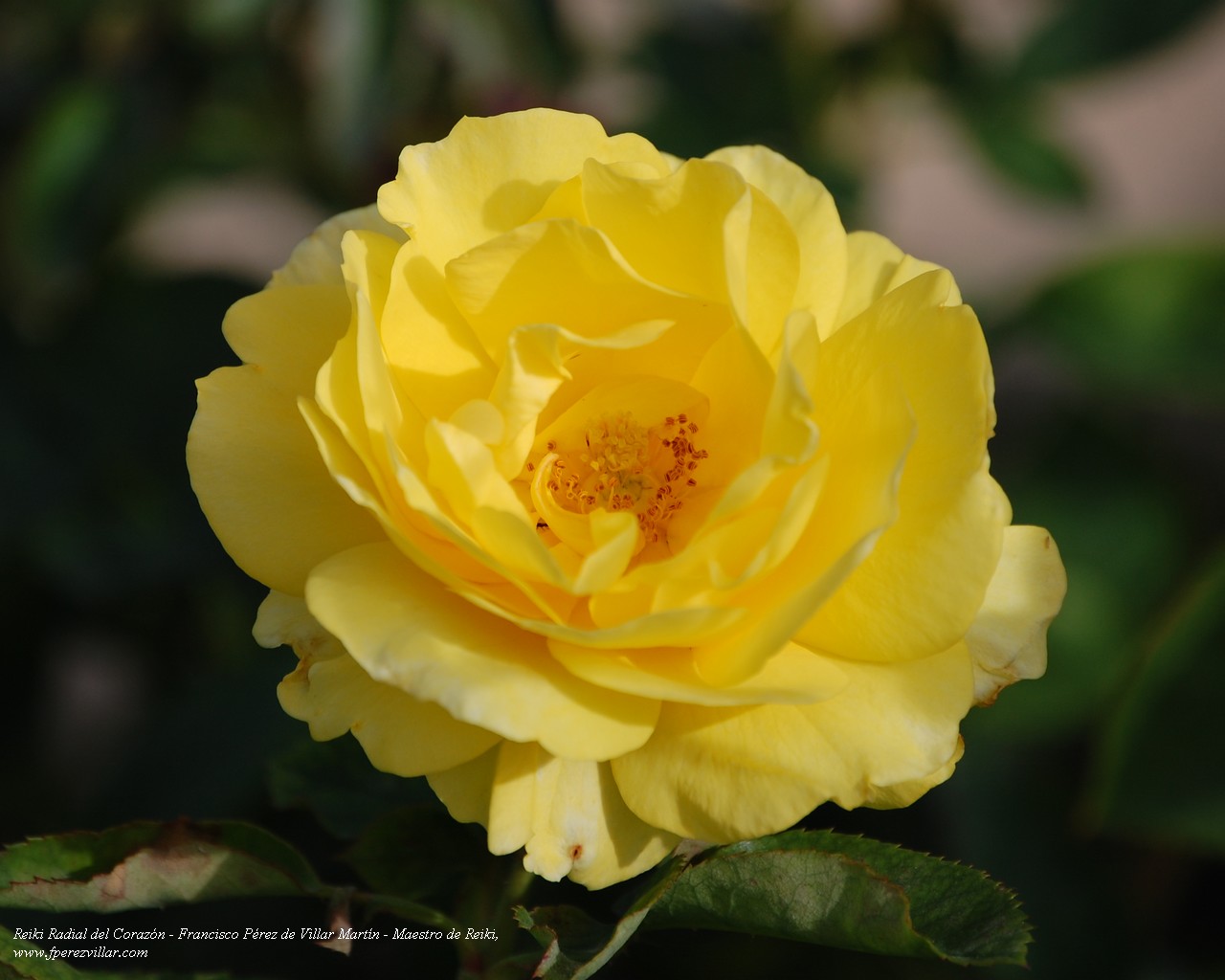 Rosa Amarilla